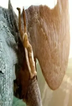 Эрагон 2006 скачать с торрента Эрагон 2006 скачать с торрента