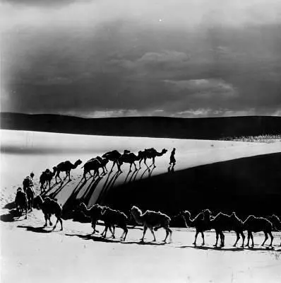 Динозавры живы! 3D 2007 скачать через торрент бесплатно Динозавры живы! 3D 2007 скачать через торрент бесплатно