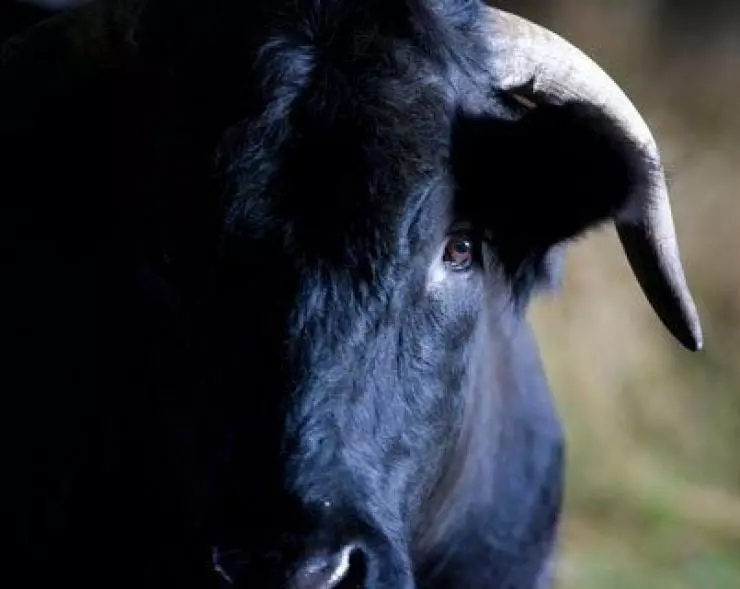 Кролик и бык 2009 скачать через торрент бесплатно Кролик и бык 2009 скачать через торрент бесплатно