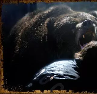 Гризли Парк 2007 скачать с торрента Гризли Парк 2007 скачать с торрента