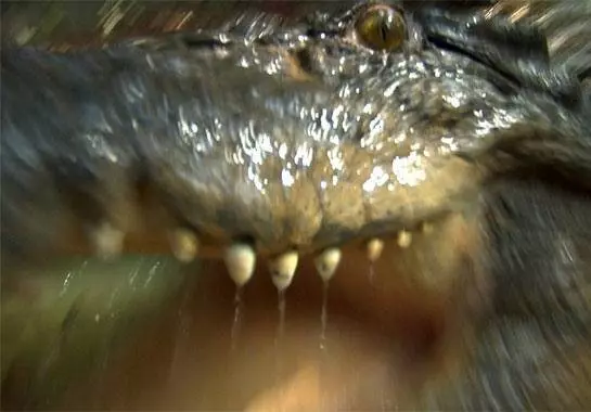 Хищные воды 2007 скачать торрентом Хищные воды 2007 скачать торрентом