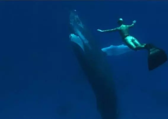 Бухта 2009 скачать через торрент бесплатно Бухта 2009 скачать через торрент бесплатно