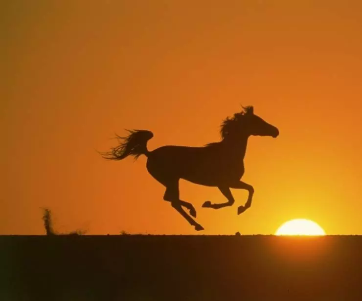 Рожденный в песках 2003 скачать через торрент бесплатно Рожденный в песках 2003 скачать через торрент бесплатно
