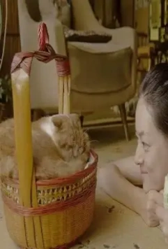 Кошка напрокат 2012 скачать с торрента Кошка напрокат 2012 скачать с торрента