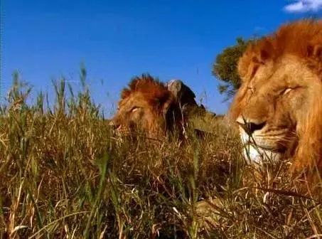 Львиная семейка 2004 скачать через торрент бесплатно Львиная семейка 2004 скачать через торрент бесплатно