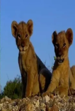 Львиная семейка 2004 скачать торрентом Львиная семейка 2004 скачать торрентом