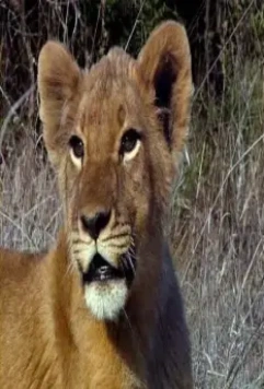 Львиная семейка 2004 скачать с торрента Львиная семейка 2004 скачать с торрента