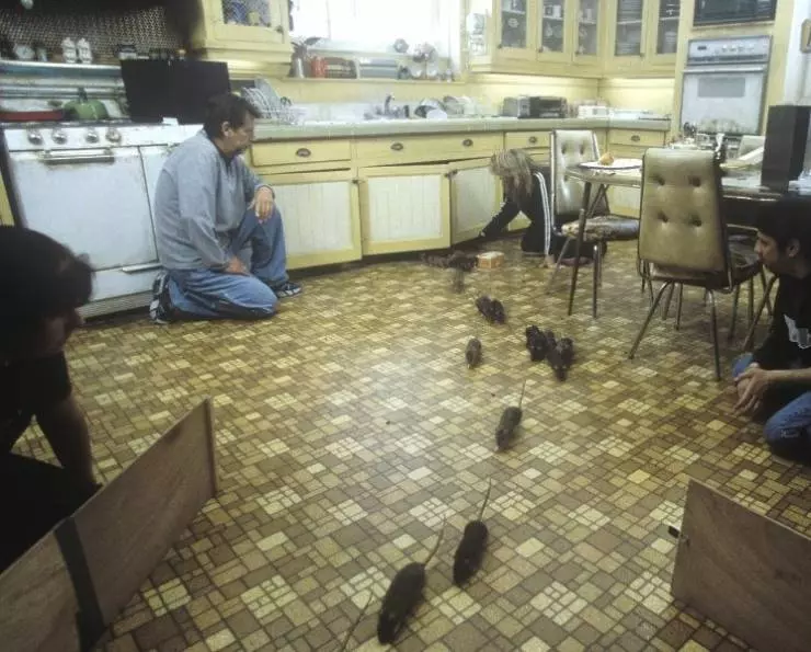 Уиллард 2003 скачать через торрент бесплатно Уиллард 2003 скачать через торрент бесплатно