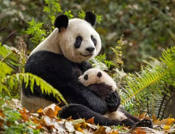 Рождённые в Китае 2016 скачать через торрент бесплатно Рождённые в Китае 2016 скачать через торрент бесплатно