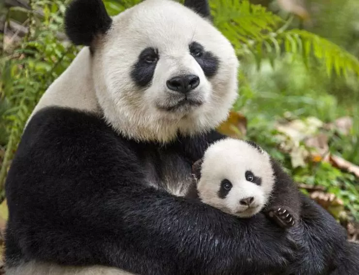 Рождённые в Китае 2016 скачать с торрента Рождённые в Китае 2016 скачать с торрента