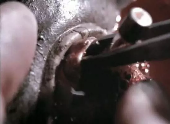 Последний страж 2007 скачать с торрента Последний страж 2007 скачать с торрента