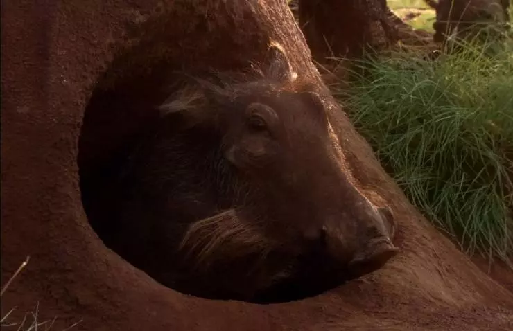 Белый лев 2010 скачать торрентом Белый лев 2010 скачать торрентом