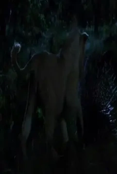 Белый лев 2010 скачать с торрента Белый лев 2010 скачать с торрента