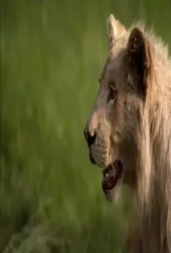 Белый лев 2010 скачать через торрент бесплатно Белый лев 2010 скачать через торрент бесплатно