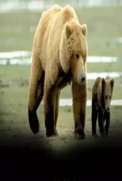 Человек гризли 2005 скачать с торрента Человек гризли 2005 скачать с торрента