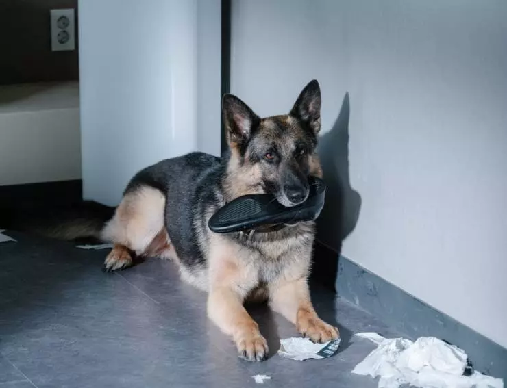 Миссия: Спасти панду 2020 скачать торрентом Миссия: Спасти панду 2020 скачать торрентом