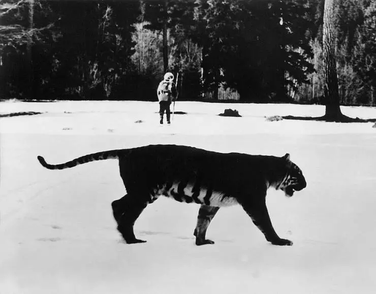 По следу властелина 1979 скачать торрентом По следу властелина 1979 скачать торрентом