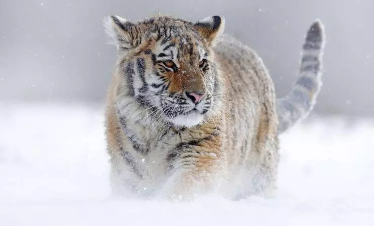 Семь миров, одна планета 2019 скачать с торрента Семь миров, одна планета 2019 скачать с торрента