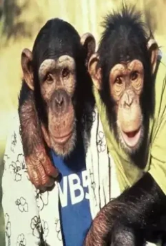 Король скейтборда 2001 скачать с торрента Король скейтборда 2001 скачать с торрента