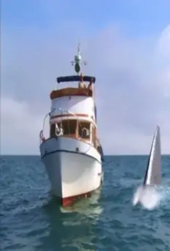 Супер-акула 2011 скачать с торрента Супер-акула 2011 скачать с торрента