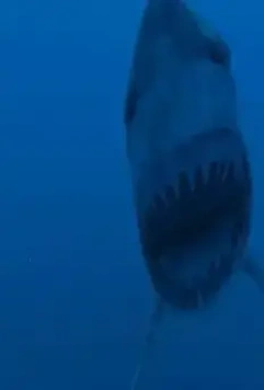 Супер-акула 2011 скачать через торрент бесплатно Супер-акула 2011 скачать через торрент бесплатно