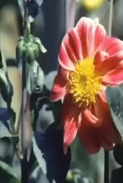 Втихаря 1975 скачать торрентом Втихаря 1975 скачать торрентом