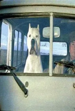 Аргентинский дог 2004 скачать через торрент бесплатно Аргентинский дог 2004 скачать через торрент бесплатно