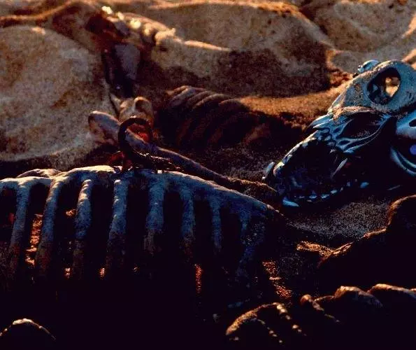 Ротвейлер 2004 скачать торрентом Ротвейлер 2004 скачать торрентом