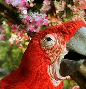 Фантагиро, или Пещера золотой розы 4 1994 скачать торрентом Фантагиро, или Пещера золотой розы 4 1994 скачать торрентом