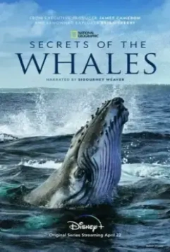 Тайны китов / Secrets of the Whales 2021 скачать через торрент в хорошем качестве