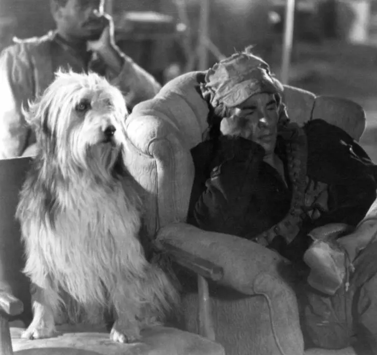 Парень и его пес 1974 скачать торрентом Парень и его пес 1974 скачать торрентом