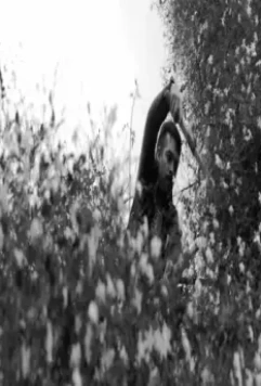 Собака не перестанет лаять 2021 скачать с торрента Собака не перестанет лаять 2021 скачать с торрента