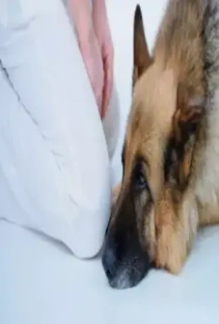 Прости меня, пёс! 2020 скачать с торрента Прости меня, пёс! 2020 скачать с торрента