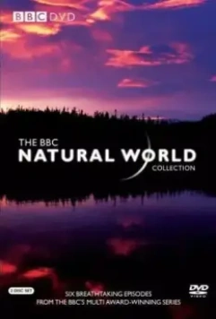 BBC: Живой мир / Natural World 1983 скачать через торрент в хорошем качестве