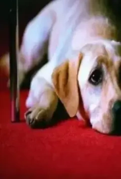 Куилл 2004 скачать с торрента Куилл 2004 скачать с торрента