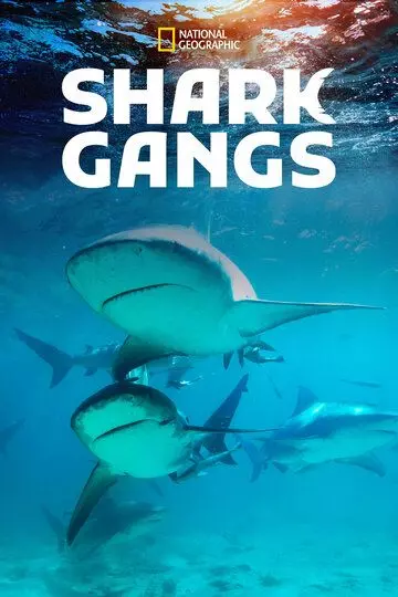 Акульи банды / Shark Gangs 2021 скачать через торрент в хорошем качестве