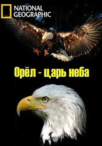 Орёл - царь неба / The Eagles 2014 скачать через торрент в хорошем качестве