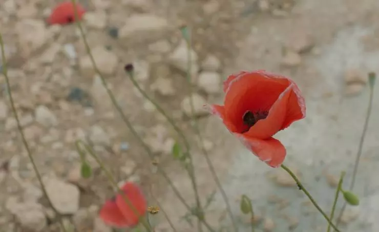 Солнце будет завтра 2021 скачать с торрента Солнце будет завтра 2021 скачать с торрента