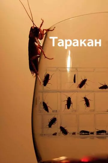 Таракан / Cockroach 2010 скачать через торрент в хорошем качестве