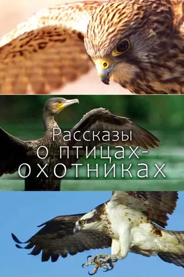 Рассказы о птицах-охотниках / Tales of the Avian Hunters 2011 скачать через торрент в хорошем качестве