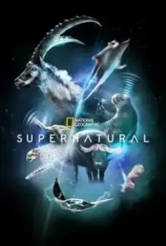Сверх/Естественное / Super/Natural 2022 скачать через торрент в хорошем качестве