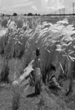 Песнь дороги 1955 скачать торрентом Песнь дороги 1955 скачать торрентом