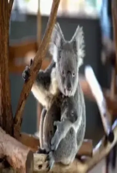 Спасти планету 2020 скачать через торрент бесплатно Спасти планету 2020 скачать через торрент бесплатно