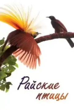 Райские птицы / Birds of Paradise 2014 скачать через торрент в хорошем качестве