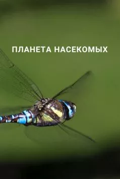 Планета насекомых / Planet Insect 2022 скачать через торрент в хорошем качестве