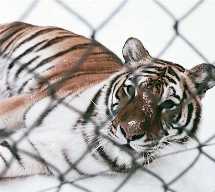 Керлинг 2010 скачать торрентом Керлинг 2010 скачать торрентом