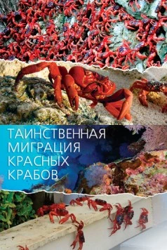 Таинственная миграция красных крабов / Mystery Migration: Red Crabs of Christmas Island 2020 скачать через торрент в хорошем качестве