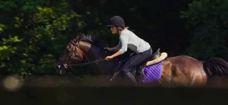 Моя лошадь 2016 скачать через торрент бесплатно Моя лошадь 2016 скачать через торрент бесплатно