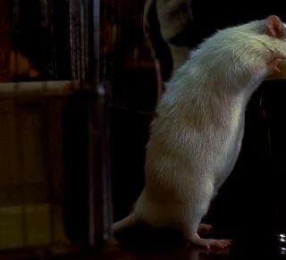 Мистер крыс 2000 скачать с торрента Мистер крыс 2000 скачать с торрента