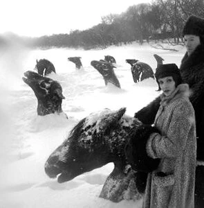 Мой Виннипег 2007 скачать торрентом Мой Виннипег 2007 скачать торрентом